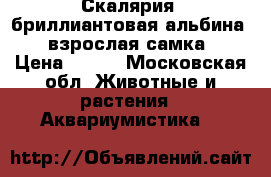 Скалярия “бриллиантовая альбина“  (взрослая самка) › Цена ­ 700 - Московская обл. Животные и растения » Аквариумистика   